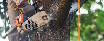 Best Arborist Consultation Services  in Strasburg, OH