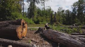 Best Tree Mulching  in Strasburg, OH
