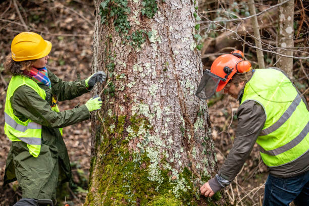  Strasburg, OH Tree Care Pros