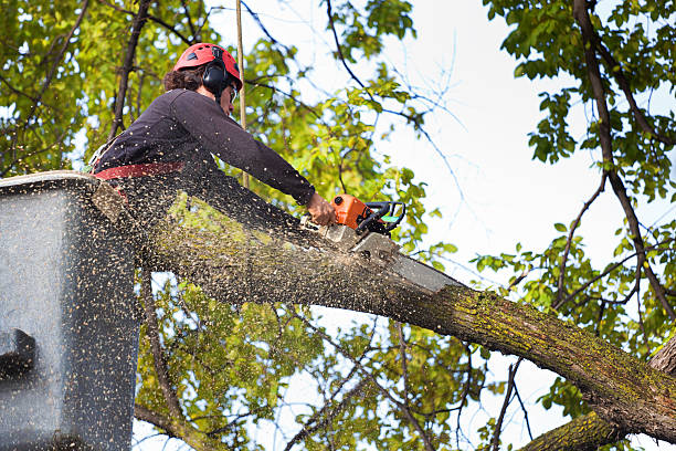 Best Tree Preservation Services  in Strasburg, OH