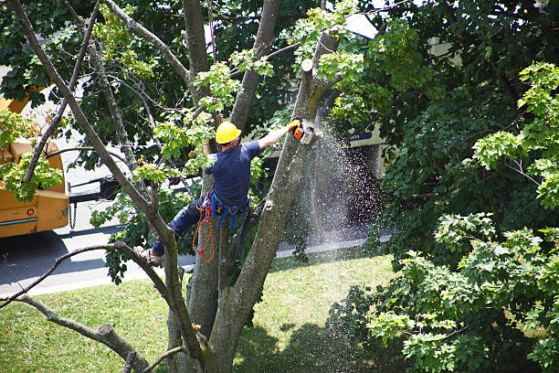 Best Landscape Design and Installation  in Strasburg, OH