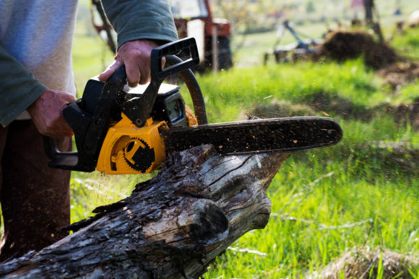 How Our Tree Care Process Works  in  Strasburg, OH