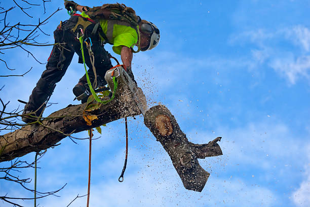 Best Tree Trimming and Pruning  in Strasburg, OH