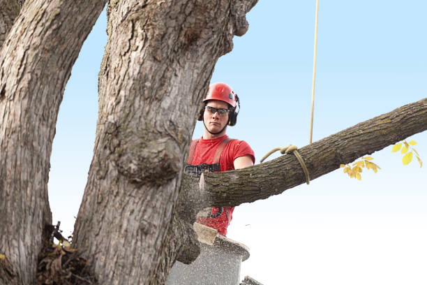 Strasburg, OH Tree Care Company